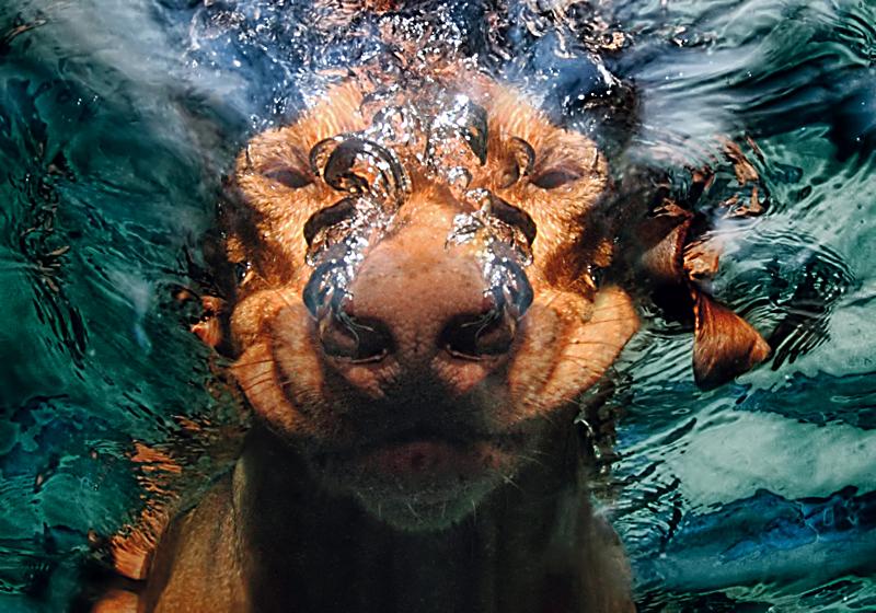 Hunde Unter Wasser